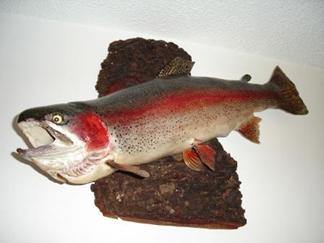 Servicio Profesional de Taxidermia
