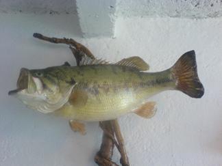 Servicio Profesional de Taxidermia