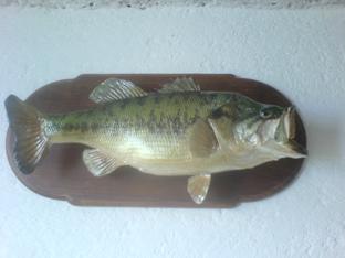 Servicio Profesional de Taxidermia