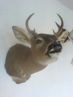 Servicio Profesional de Taxidermia