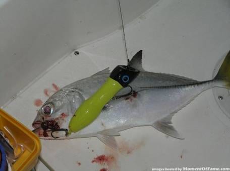 Pesca nocturna de Jureles con Popper