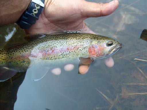 Trucha arcoiris silvestre donde pescar team