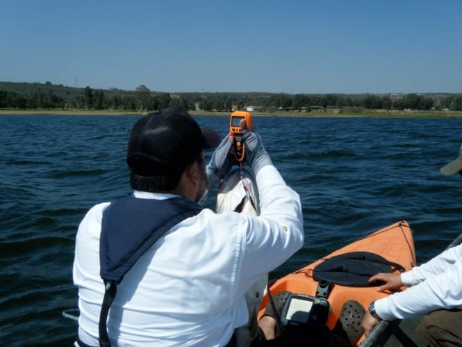 Lobinonononón desde Kayak!!!!