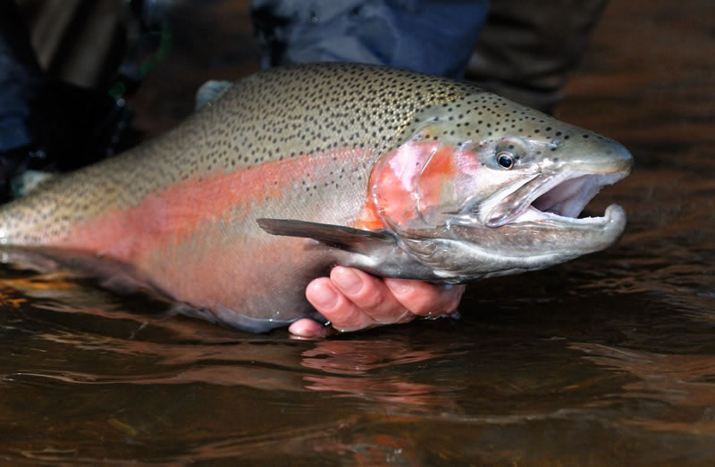 Типы форели. Rainbow Trout (Steelhead). Порода форели. Радужная форель