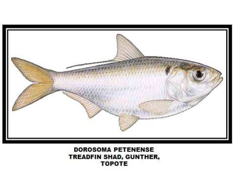 BLACK BASS !! Lobinas. Señuelos artificiales, el indispensable Lipless Crankbait.