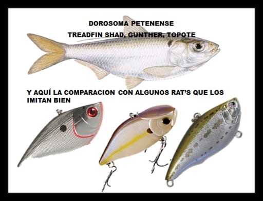 BLACK BASS !! Lobinas. Señuelos artificiales, el indispensable Lipless Crankbait.