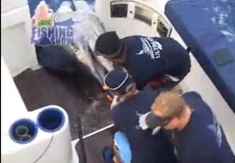 Video Marlin GIGANTE atacado por TIBURON