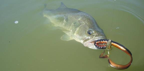 Lombrices, lombrices y mas lombrices